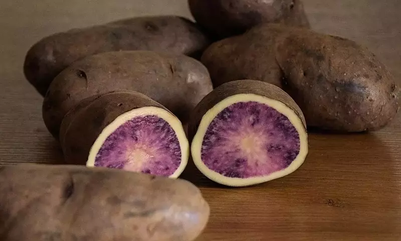 Atsegiñe: La Innovadora Patata Bicolor de Álava que Transforma los Snacks