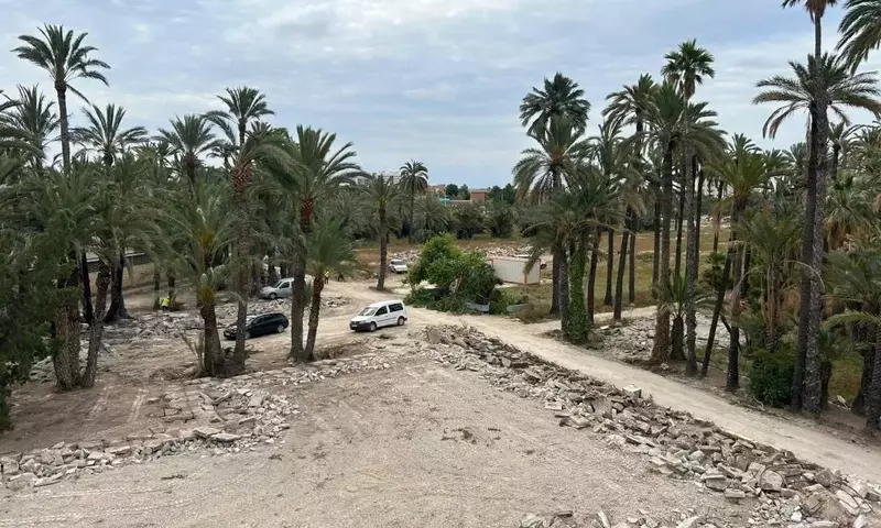 Elche Recupera Histórico Palmeral: El Hort del Gat Renace