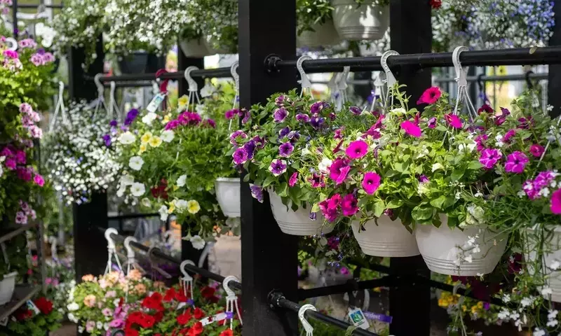 Guía Completa para un Jardín Inteligente: El Calendario Lunar y la Sostenibilidad