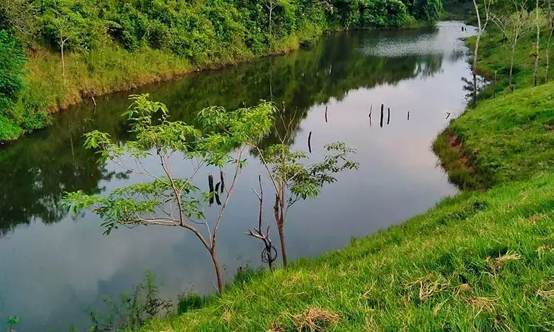 La Resiliencia de los Ecosistemas Forestales frente a los Desafíos Actuales
