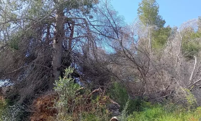 Gestión Forestal y Prevención de Incendios en el Parque Natural del Turia