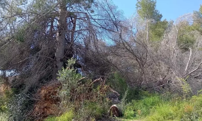 Operativo forestal en el Parque Natural del Turia: tala de pinos secos para la seguridad y conservación