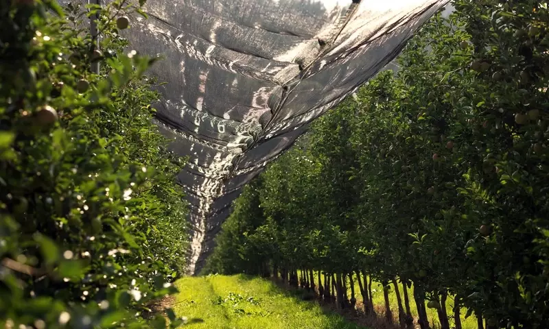 Optimización Agrícola: El Papel Esencial de las Mallas Protectoras en Cultivos Modernos