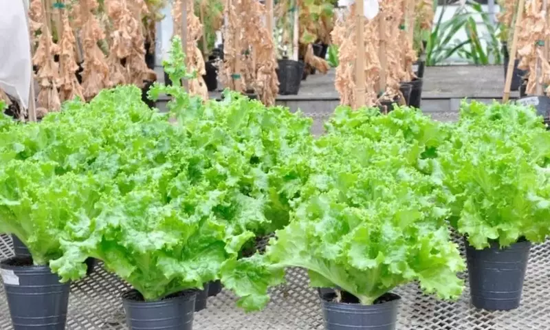 Guía Completa para el Cultivo Exitoso de Lechugas: Desde la Siembra hasta la Cosecha