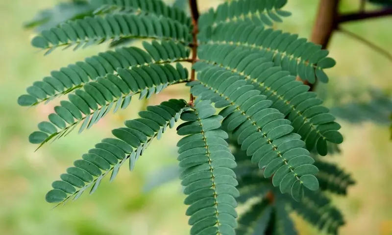 Árboles de bajo mantenimiento para un jardín impecable