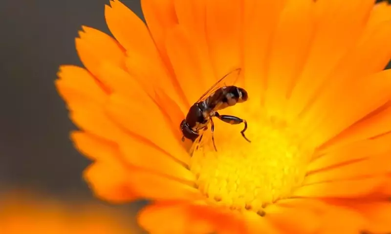 Cultivo Ecológico: Optimizando el Crecimiento del Pepino y la Protección Natural contra Plagas