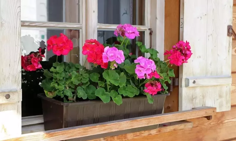 Secretos para un Verano de Geranios en Flor: Guía Completa de Cuidado