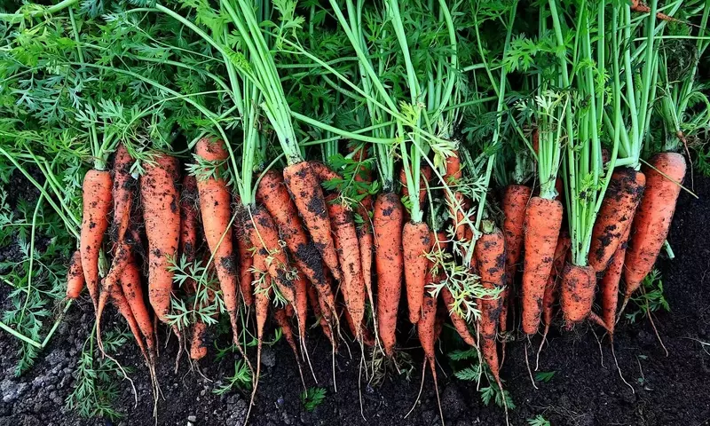 Secretos para el Cultivo Óptimo de Zanahorias: Compañeros Ideales y Enemigos del Huerto