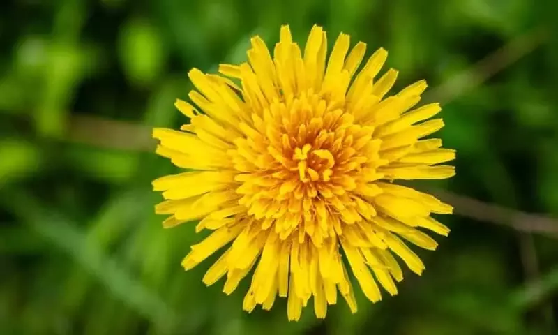 Soluciones Ecológicas para el Control de Malezas en Jardines y Huertos