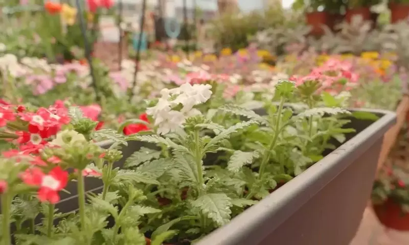 Guía Completa para Jardines en Terrazas y Balcones con Viento