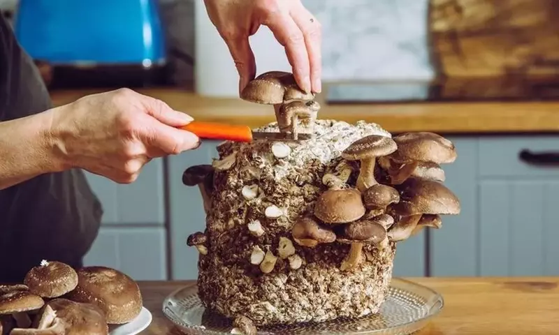 Cultivo de Hongos Comestibles en Entornos Domésticos: Una Guía Completa