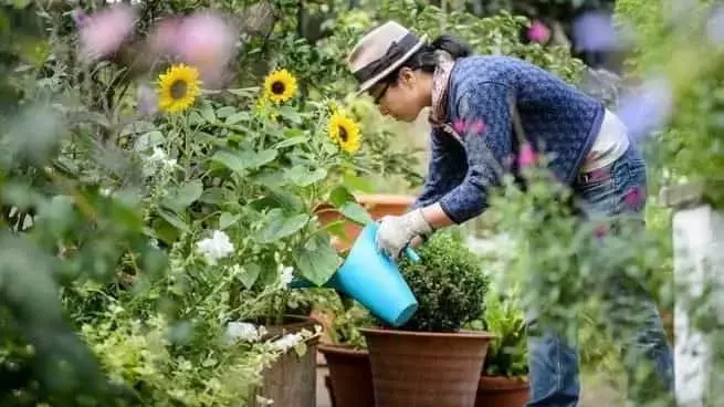 Olivo Dulce en Maceta: El Toque Aromático para Tu Balcón Urbano