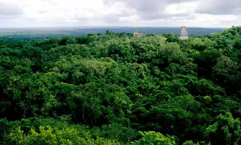 La infravaloración de los bosques y sus consecuencias ambientales