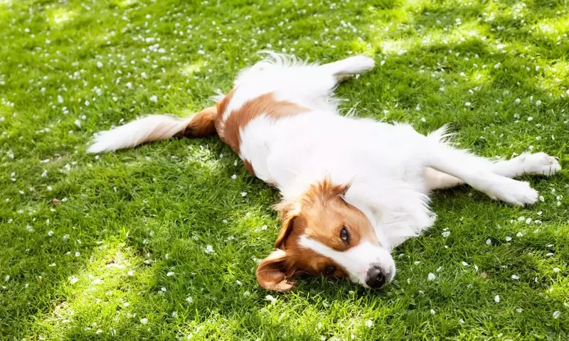 Plantas y Mascotas: Armonía Verde en el Hogar