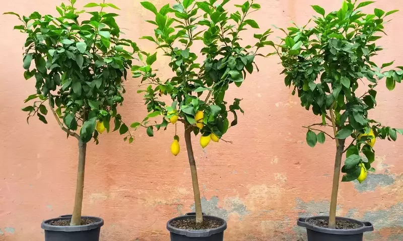 Guía Completa para el Cultivo de Árboles y Arbustos Perennes con Flores en Macetas: Transforma tu Patio en un Oasis