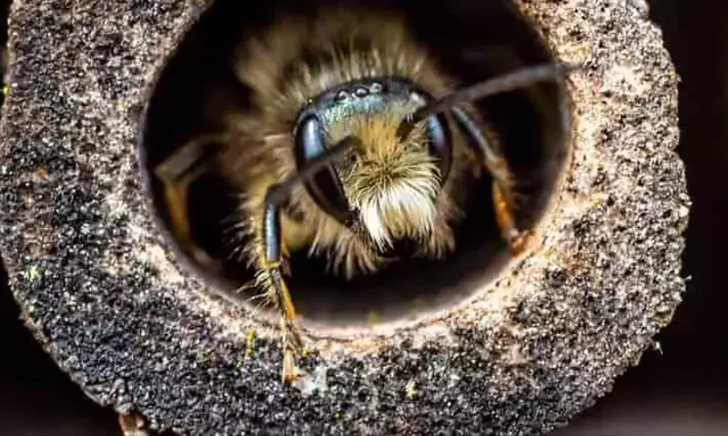 Mitos y realidades sobre los hoteles de insectos para abejas silvestres en entornos urbanos