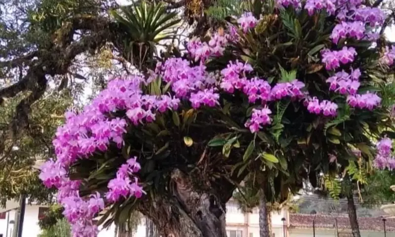 Día Nacional de la Orquídea: Celebración, Conservación y los Desafíos en Perú