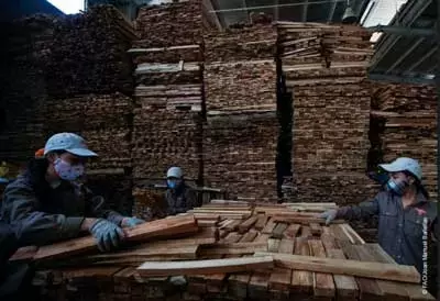 Innovación en la medición del empleo forestal global: Un estudio clave de FAO y OIT