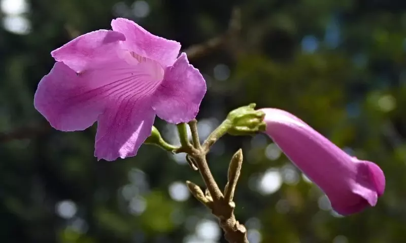 Descubriendo el Chicalá Rosado: Belleza Andina y Resiliencia Ecológica