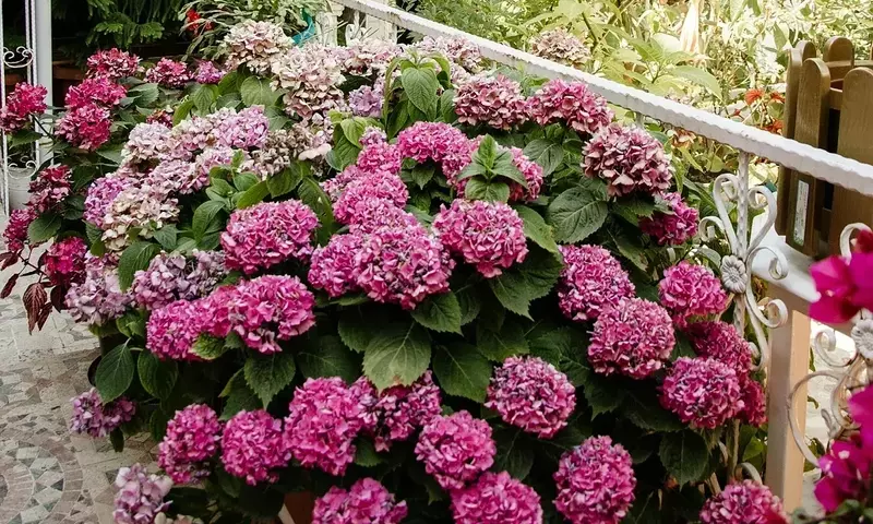 Jardinería de Sombra: Plantas que Prosperan sin Sol Directo