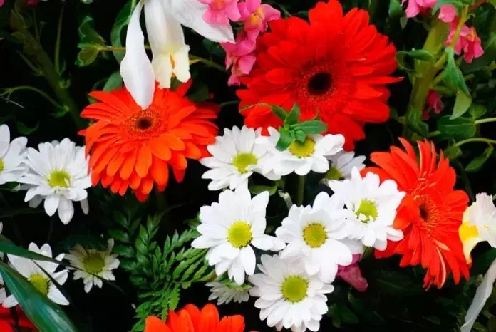 Descubriendo las Inflorescencias: La Arquitectura Floral Clave para la Reproducción Vegetal