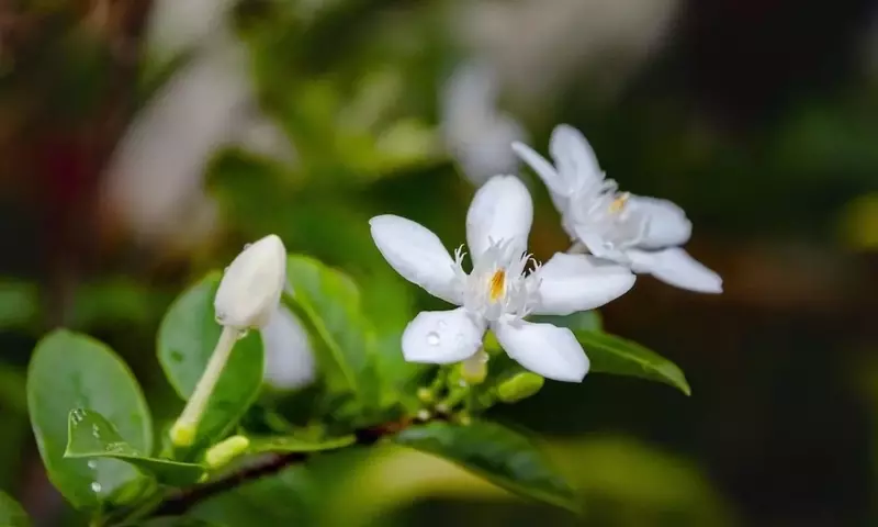Crea un Oasis Aromático: La Guía Definitiva para Tu Jardín Olfativo