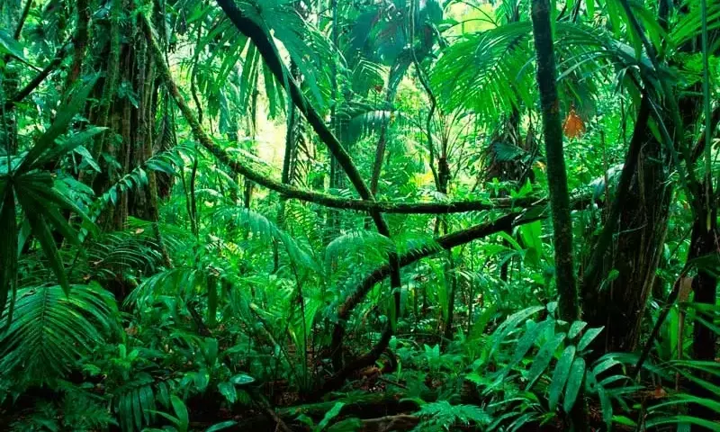Créditos de Carbono y Protección Forestal: Un Análisis Crítico de la Deforestación