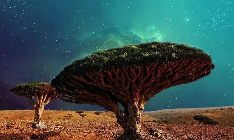 Descubriendo los Secretos del Drago Canario en Maceta: Una Guía Completa