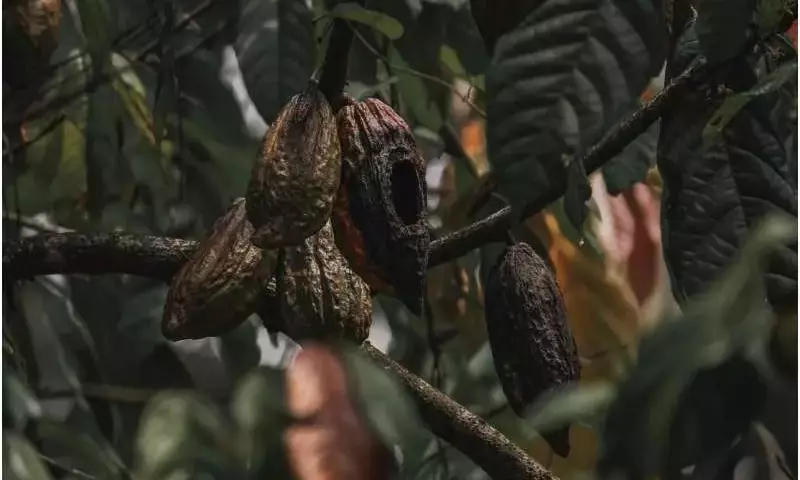 Avances en el Cultivo de Cacao Amazónico: Resistencia a la Escoba de Bruja y Optimización del Rendimiento