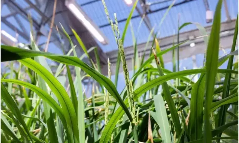 Plantas de arroz: ¿un ingenioso sistema de defensa contra larvas de Spodoptera frugiperda?