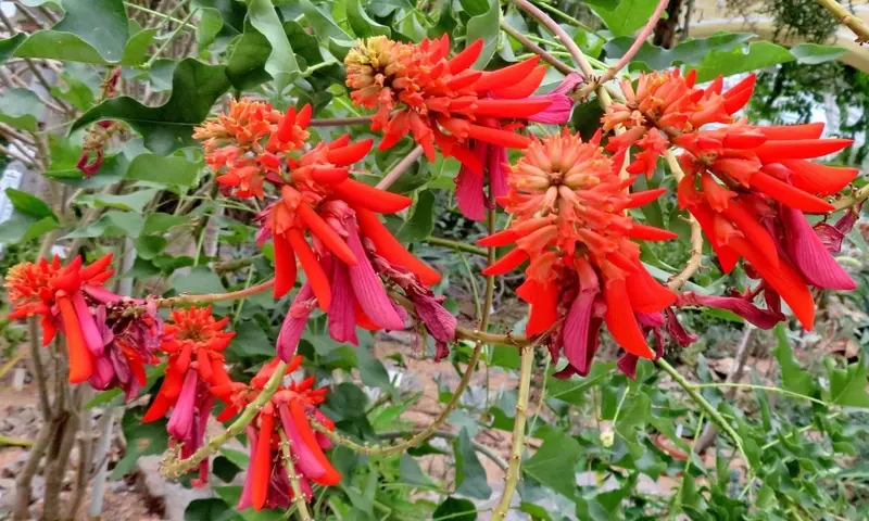 Erythrina rubrinervia: Una Guía Completa de Cuidado y Características de Este Árbol Ornamental y Ecológico