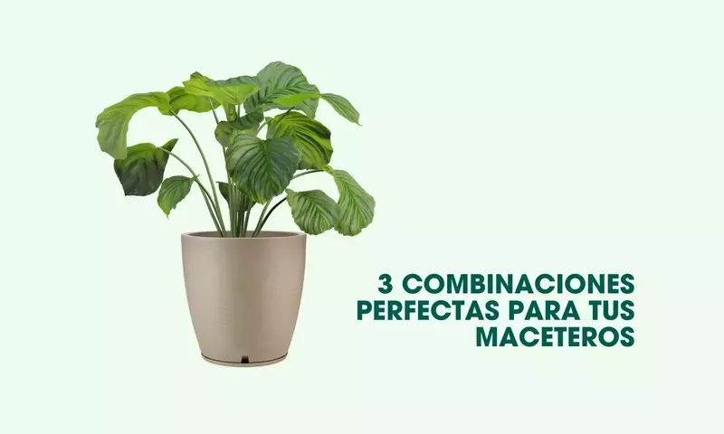 Diseño en Tres Niveles: Crea un Ambiente Selva Exuberante en tu Hogar