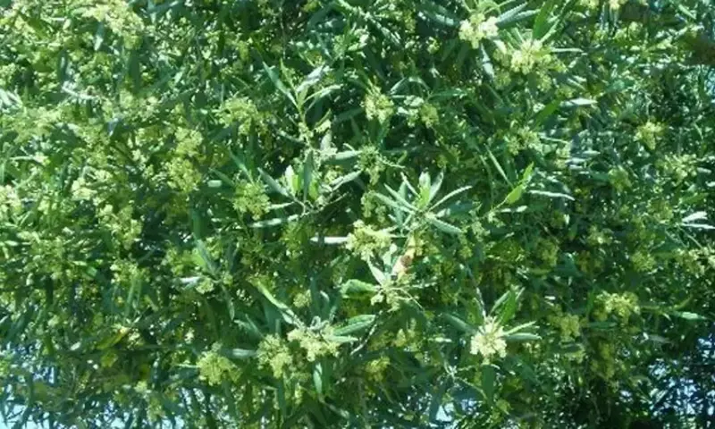Granada bajo alerta extrema: El polen de olivo, gramíneas y parietaria dispara las alergias respiratorias