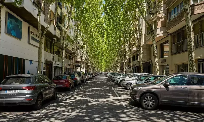 Elche: Renovación Urbana Verde con la Plantación de 200 Árboles