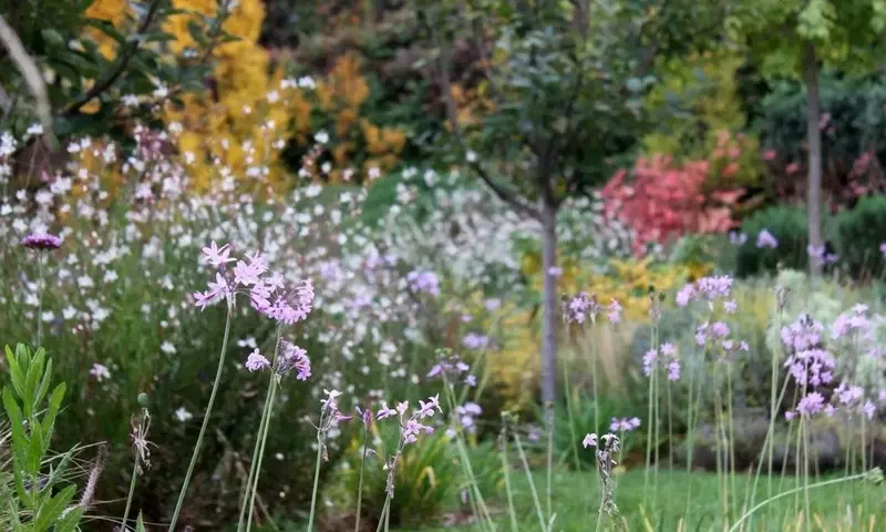 Diseño de Jardines Sostenibles con Grava: Una Solución Ecológica y Económica