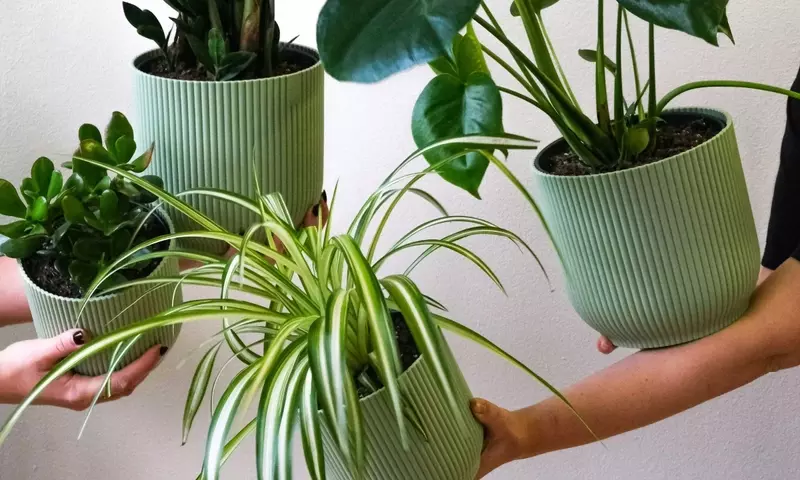 Plantas Absorbentes de Humedad: La Solución Natural para un Baño Libre de Moho