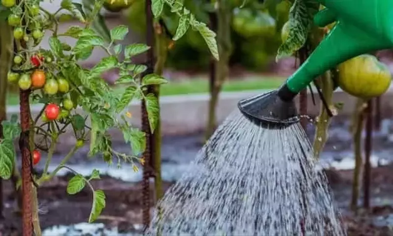 Cultivo de Tomates: Guía Completa para Elegir el Mejor Sistema Según tu Espacio