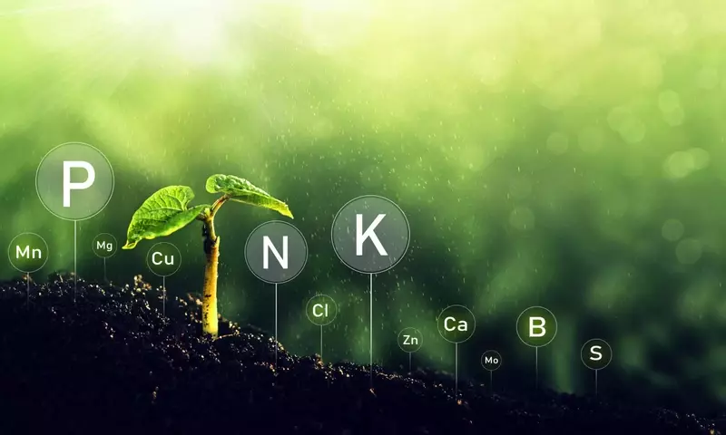 Biofertilizantes: Optimizando la Nutrición con Nitrógeno en la Agricultura Sustentable