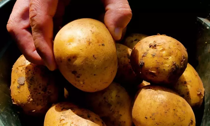 Cultivo de patatas en entornos urbanos: optimizando espacios pequeños