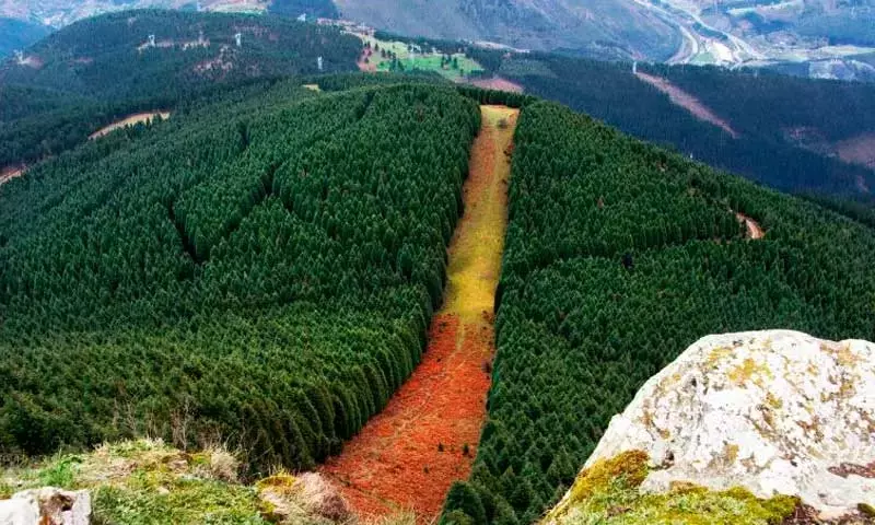 La Importancia Estratégica de las Cortinas Cortafuegos en la Gestión Forestal
