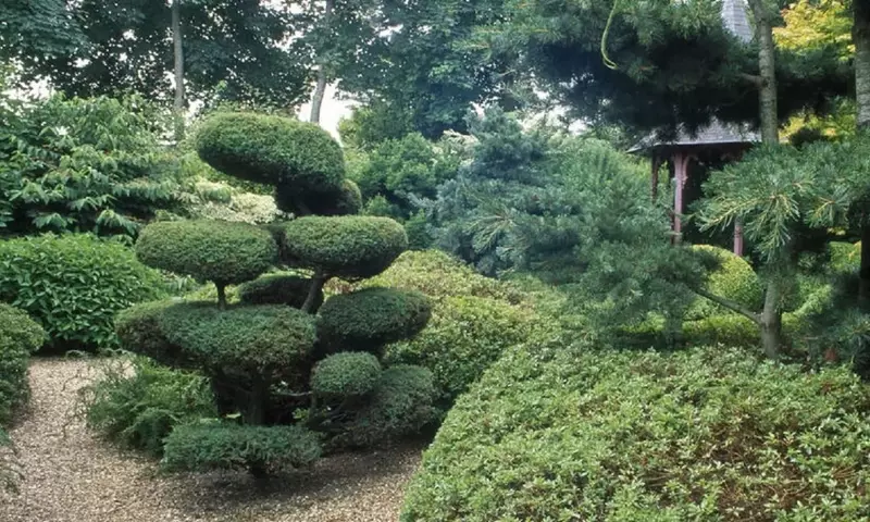 El Arte Milenario del Niwaki: Esculpiendo la Naturaleza en tu Jardín