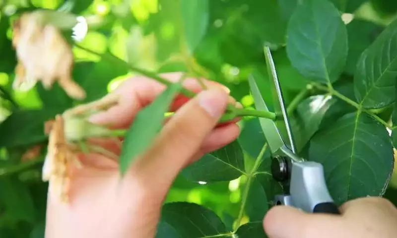 Duplica tus plantas: la guía definitiva para la propagación por esquejes