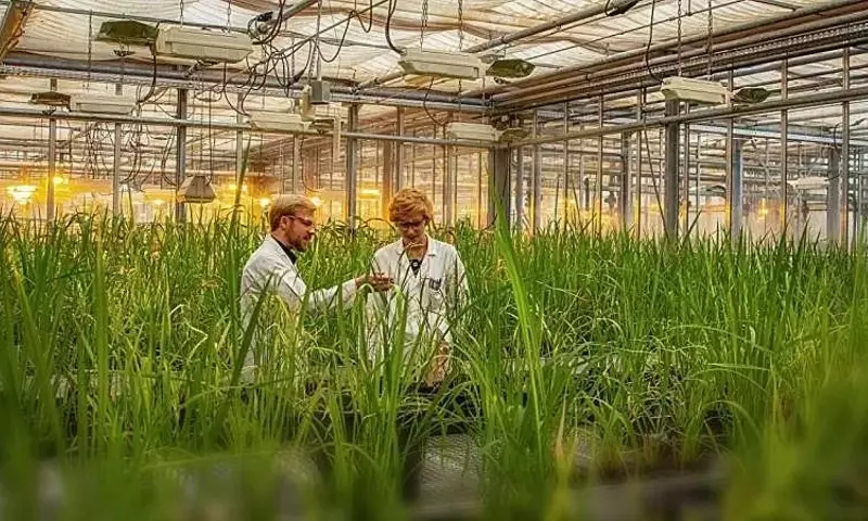 El hongo del arroz: un engaño molecular que amenaza la seguridad alimentaria mundial