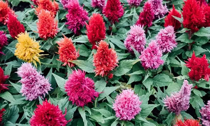 Celosía: La Flor Flamígera que Embellece tu Jardín Bajo el Sol del Verano