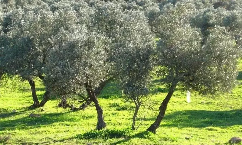 La autonomía estratégica de Europa en fertilizantes