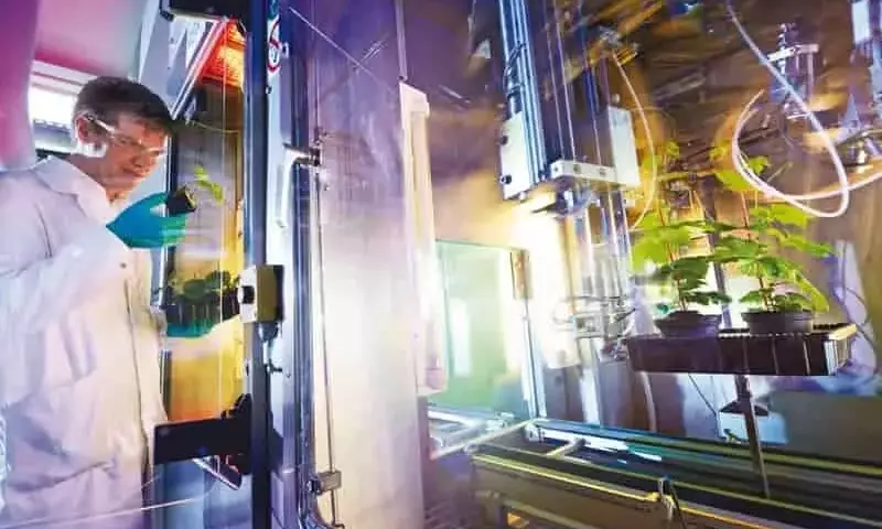 Bayer bajo Escrutinio por Monopolio en Semillas de Maíz Transgénico