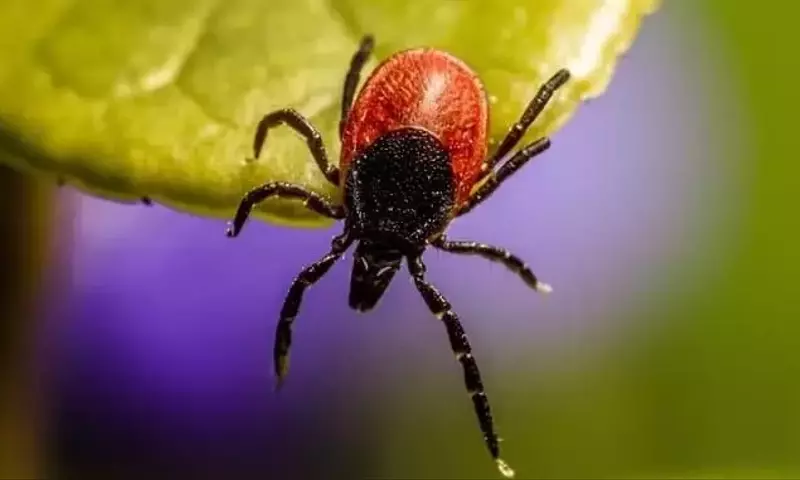 Plantas Aromáticas: Aliadas Naturales contra Garrapatas y para Polinizadores