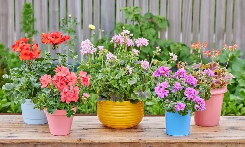 Guía Integral para el Riego Óptimo de Geranios y el Mantenimiento de Balcones Vibrantes