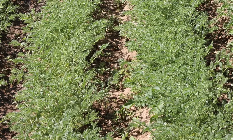 Revolución Agrícola: El Futuro de las Legumbres y la Soberanía Alimentaria