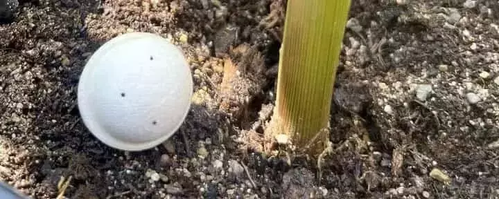 Drones revolucionan el control de plagas en maíz: Un enfoque biológico y preciso
